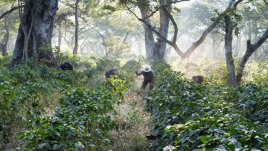 What Are Regenerative Food Systems?
