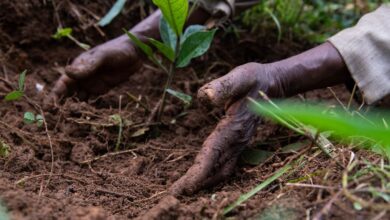 Food, Climate & Regenerative Farming FAQ