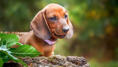 11 Unbelievable Facts About Dogs Who Defied the Odds