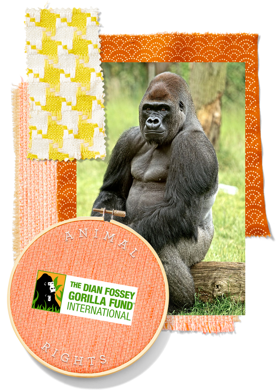 Dian Fossey Gorilla Fund International dian fossey gorilla fund international